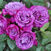 Muriel Robin Rose